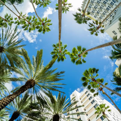 Palm trees